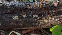 Merismodes