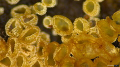 Merismodes