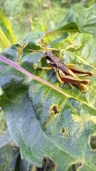 Aspidophyma americana