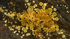 Merismodes