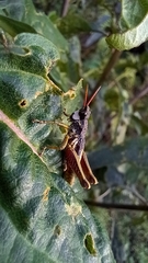 Aspidophyma americana