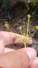 Lomatium marginatum var. marginatum