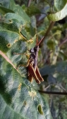 Aspidophyma americana