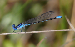 Argia alberta