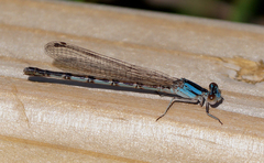 Argia alberta