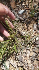 Lomatium marginatum marginatum