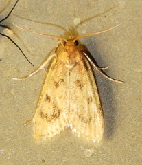 Aglossa disciferalis