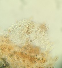 Merismodes