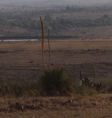 Dasylirion parryanum