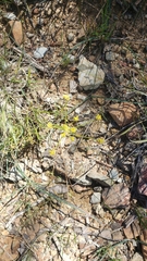 Lomatium marginatum marginatum