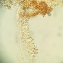 Merismodes