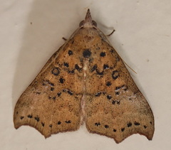 Axiocteta turneri