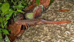 Paramesotriton hongkongensis