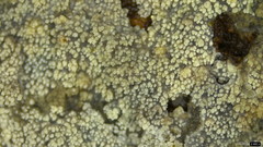 Scopuloides