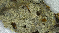 Scopuloides