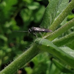 Pachyprotasis variegata