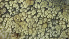 Scopuloides