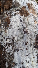 Scopuloides