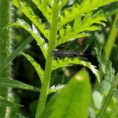 Pachyprotasis variegata