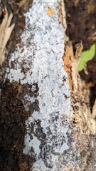 Scopuloides