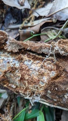 Fuscoporia setifera