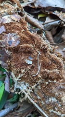 Fuscoporia setifera