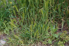 Hordeum murinum