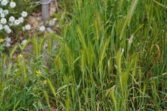Hordeum murinum