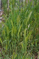 Hordeum murinum