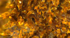 Fuscoporia setifera