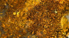 Fuscoporia setifera