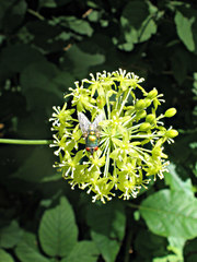 Lucilia