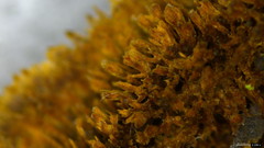 Fuscoporia setifera