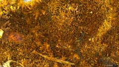 Fuscoporia setifera