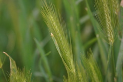 Hordeum murinum