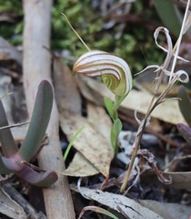 Pterostylis truncata