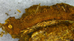 Fuscoporia setifera