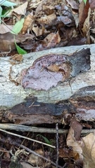 Abundisporus pubertatis