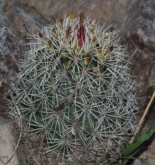 Coryphantha potosiana