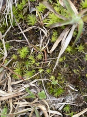 Atrichum crispulum