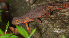 Paramesotriton hongkongensis