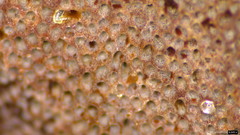 Abundisporus pubertatis