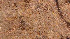 Abundisporus pubertatis