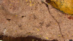 Abundisporus pubertatis