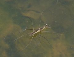 Aquarius conformis