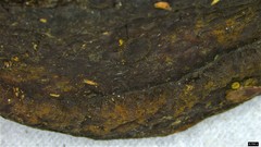 Abundisporus pubertatis
