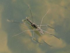 Aquarius conformis
