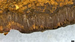 Abundisporus pubertatis