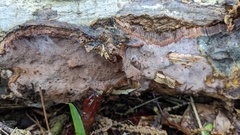 Abundisporus pubertatis