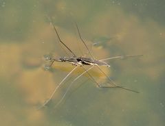 Aquarius conformis
